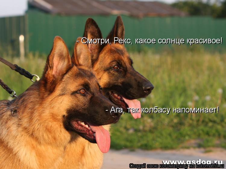 - Смотри, Рекс, какое солнце красивое! - Ага, так колбасу напоминает!... Котоматрица: - Смотри, Рекс, какое солнце красивое! - Ага, так колбасу напоминает!