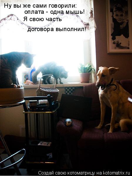 Ну вы же сами говорили: оплата - одна мышь! Я свою часть договора выполнил!... Котоматрица: Ну вы же сами говорили: оплата - одна мышь! Я свою часть договора выполнил!