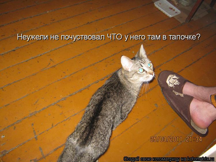 Неужели не почуствовал ЧТО у него там в тапочке?... Котоматрица: Неужели не почуствовал ЧТО у него там в тапочке?
