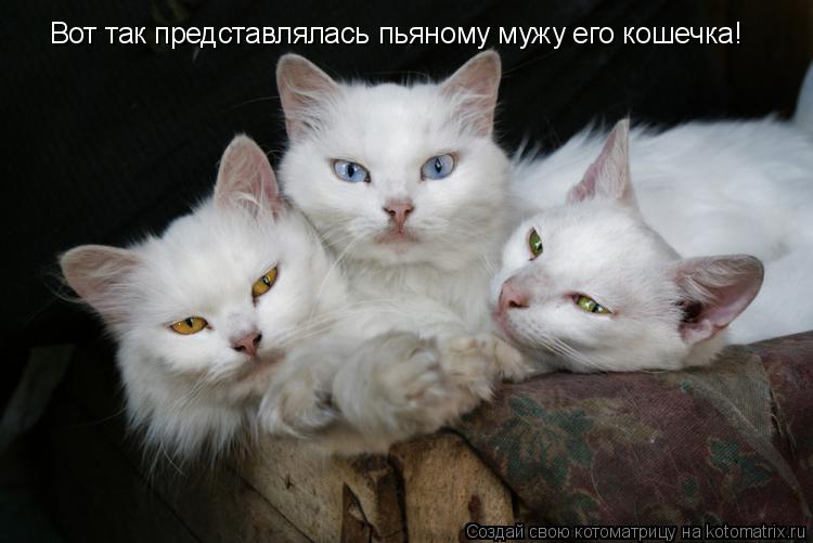 Вот так представлялась пьяному мужу его кошечка!... Котоматрица: Вот так представлялась пьяному мужу его кошечка!