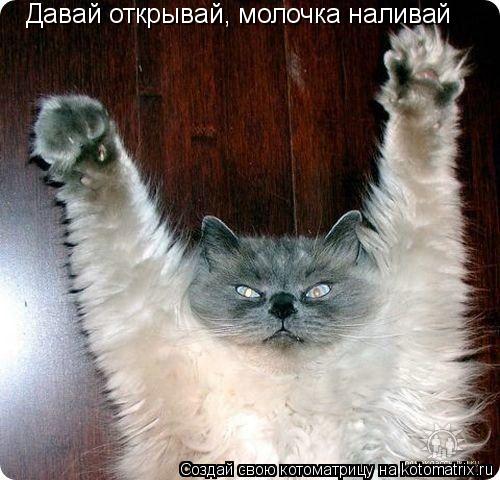 Давай открывай, молочка наливай... Котоматрица: Давай открывай, молочка наливай