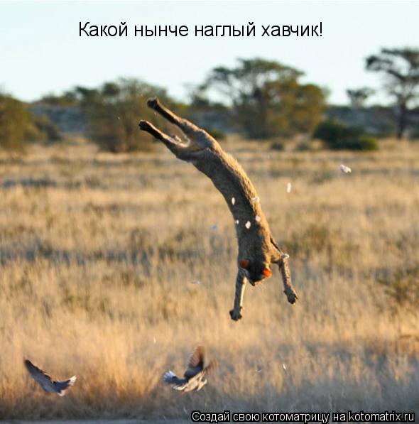 Какой нынче наглый хавчик!... Котоматрица: Какой нынче наглый хавчик!