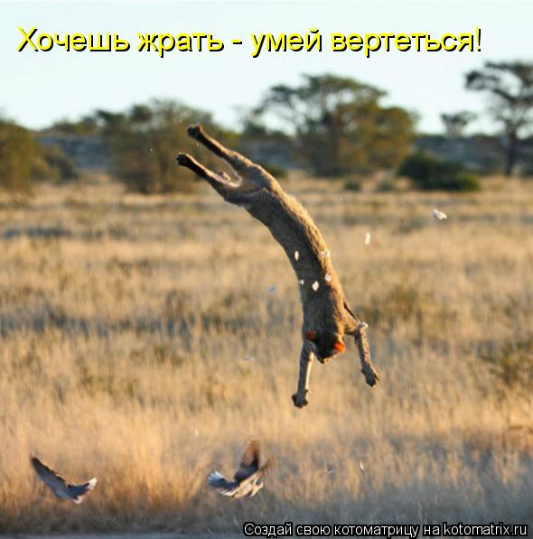 Хочешь жрать - умей вертеться!... Котоматрица: Хочешь жрать - умей вертеться!