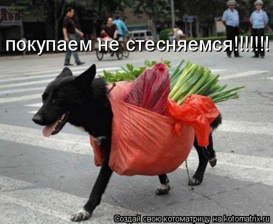 покупаем не стесняемся!!!!!!!... Котоматрица: покупаем не стесняемся!!!!!!!