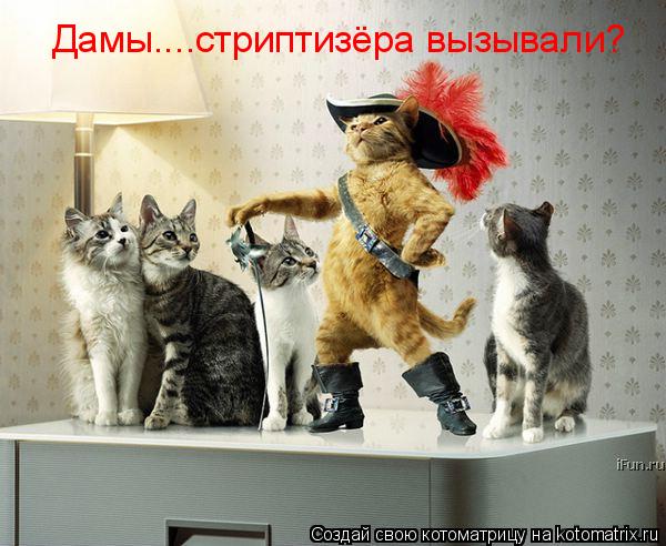 Дамы....стриптизёра вызывали?... Котоматрица: Дамы....стриптизёра вызывали?