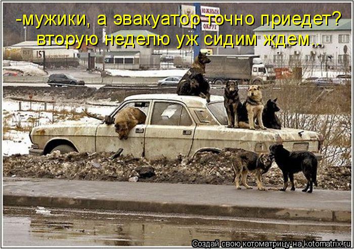 Котоматрица: -мужики, а эвакуатор точно приедет? вторую неделю уж сидим ждем..