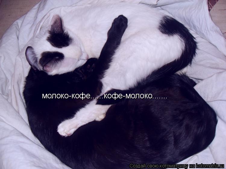 молоко-кофе......кофе-молоко.......... Котоматрица: молоко-кофе......кофе-молоко.......
