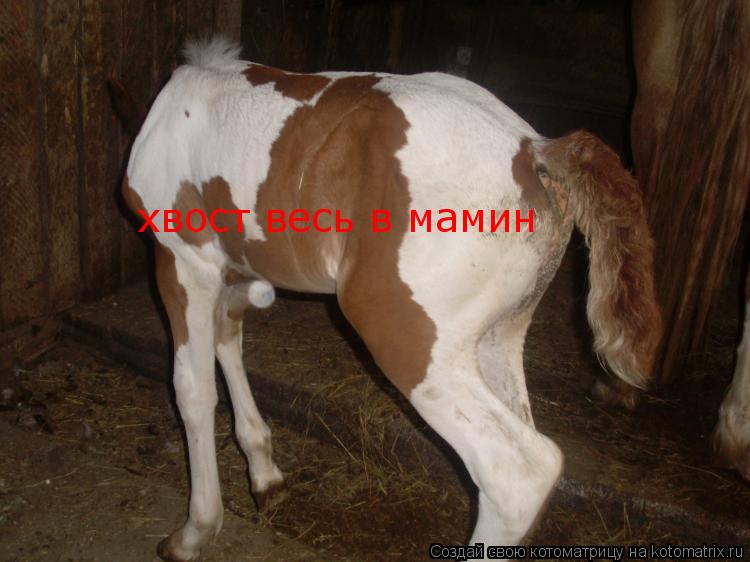 хвост весь в мамин... Котоматрица: хвост весь в мамин