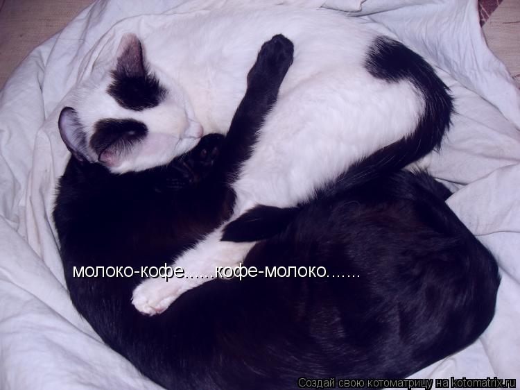 молоко-кофе......кофе-молоко.......... Котоматрица: молоко-кофе......кофе-молоко.......