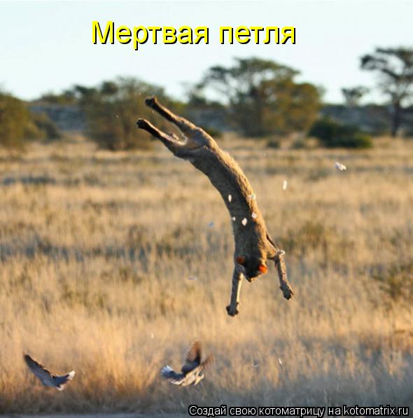 Мертвая петля... Котоматрица: Мертвая петля