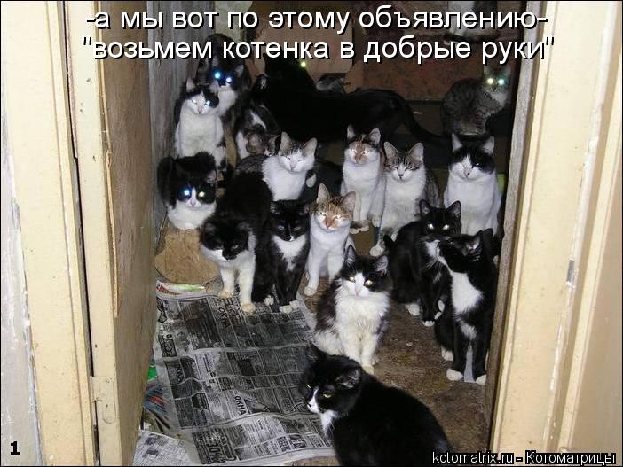 -а мы вот по этому объявлению- "возьмем котенка в добрые руки"... Котоматрица: -а мы вот по этому объявлению- "возьмем котенка в добрые руки"