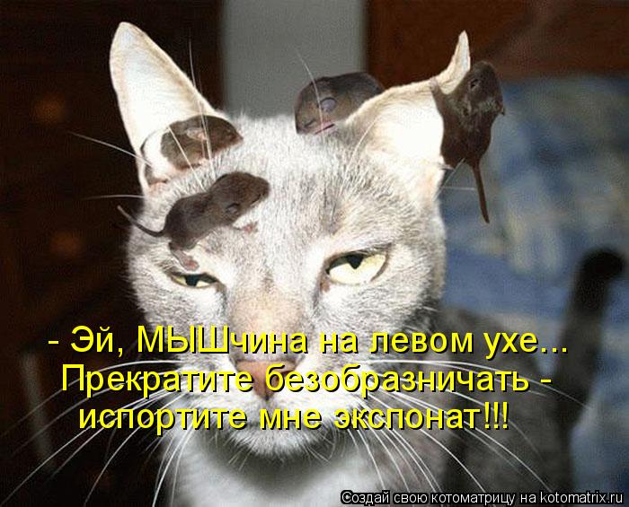 Котоматрица: - Эй, МЫШчина на левом ухе... Прекратите безобразничать -  испортите мне экспонат!!!