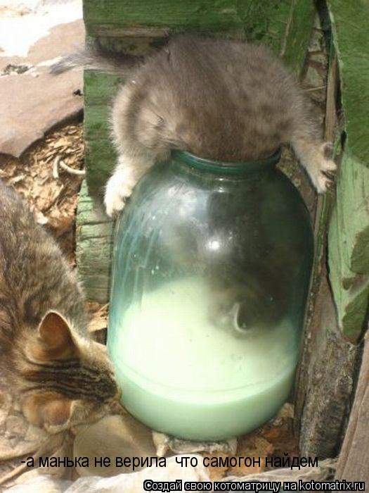 Котоматрица: -а манька не верила  что самогон найдем