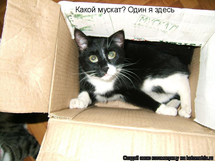 Котоматрица: Какой мускат? Один я здесь