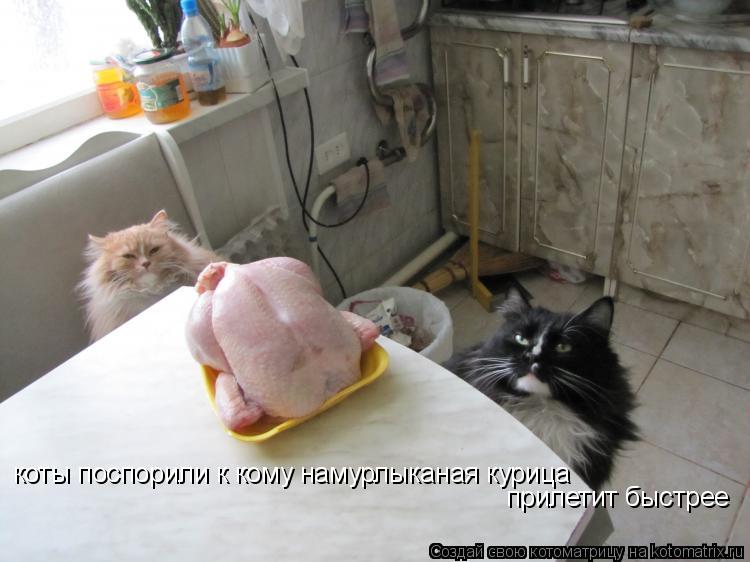 Котоматрица: коты поспорили к кому намурлыканая курица прилетит быстрее