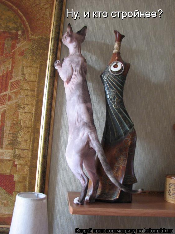 Котоматрица: Ну, и кто стройнее?