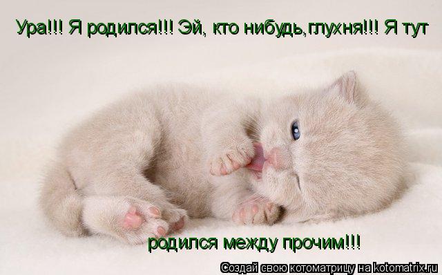 Ура!!! Я родился!!! Эй, кто нибудь,глухня!!! Я тут родился между прочим!!!... Котоматрица: Ура!!! Я родился!!! Эй, кто нибудь,глухня!!! Я тут родился между прочим!!!