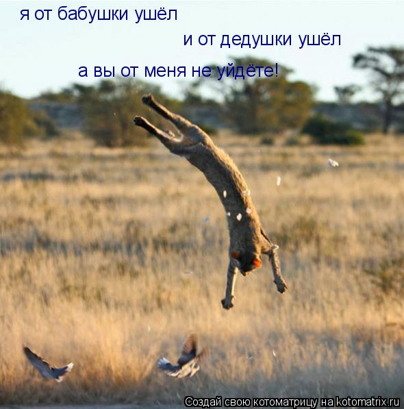 я от бабушки ушёл и от дедушки ушёл а вы от меня не уйдёте!... Котоматрица: я от бабушки ушёл и от дедушки ушёл а вы от меня не уйдёте!