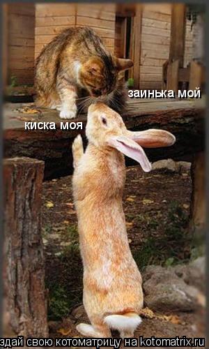 заинька мой киска моя... Котоматрица: заинька мой киска моя