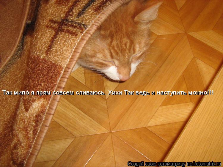 Так мило я прям совсем сливаюсь. Хихи Так ведь и наступить можно!!!... Котоматрица: Так мило я прям совсем сливаюсь. Хихи Так ведь и наступить можно!!!