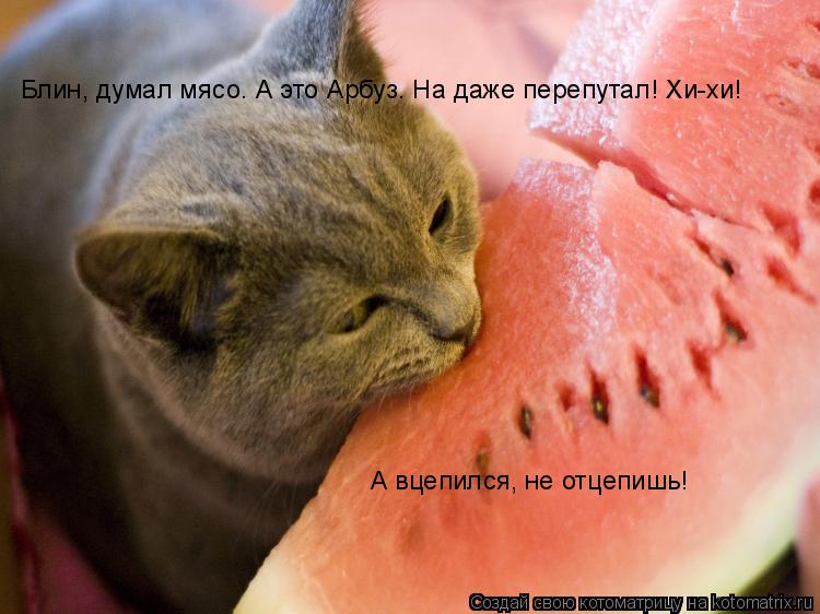 Блин, думал мясо. А это Арбуз. На даже перепутал! Хи-хи! А вцепился, не отцепишь!... Котоматрица: Блин, думал мясо. А это Арбуз. На даже перепутал! Хи-хи! А вцепился, не отцепишь!
