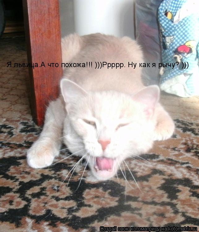 Я львица.А что похожа!!! )))Ррррр. Ну как я рычу? )))... Котоматрица: Я львица.А что похожа!!! )))Ррррр. Ну как я рычу? )))