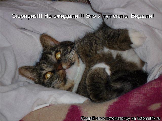 Сюрприз!!! Не ожидали!!! Это я тут сплю. Видали!... Котоматрица: Сюрприз!!! Не ожидали!!! Это я тут сплю. Видали!