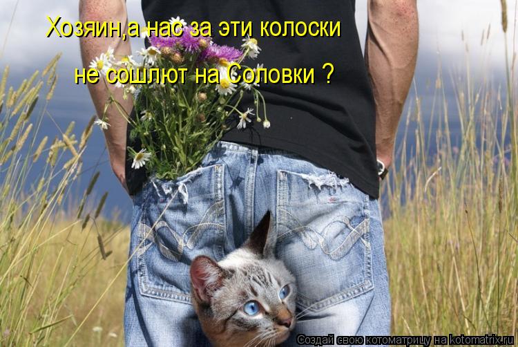 Xозяин,а нас за эти колоски не сошлют на Соловки ?... Котоматрица: Xозяин,а нас за эти колоски не сошлют на Соловки ?