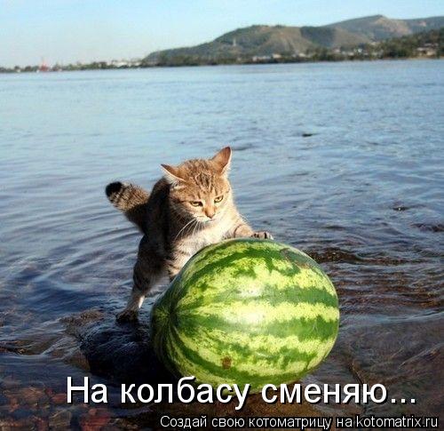 На колбасу сменяю...... Котоматрица: На колбасу сменяю...