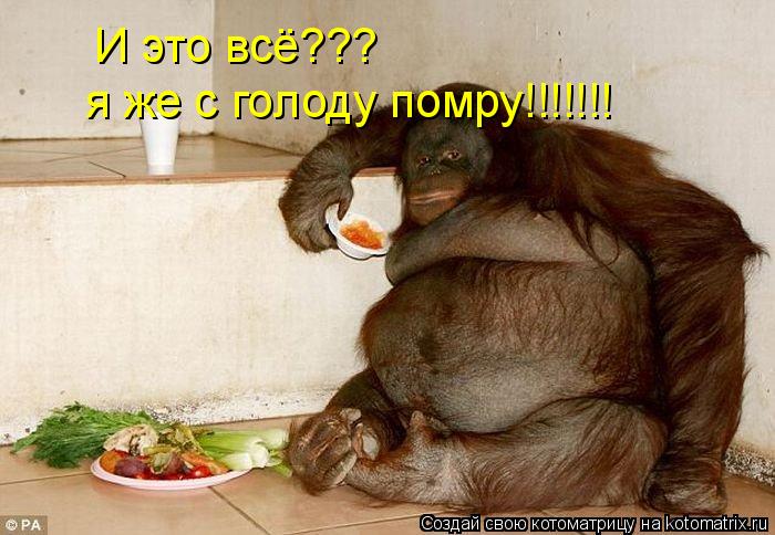 И это всё??? я же с голоду помру!!!!!!!... Котоматрица: И это всё??? я же с голоду помру!!!!!!!