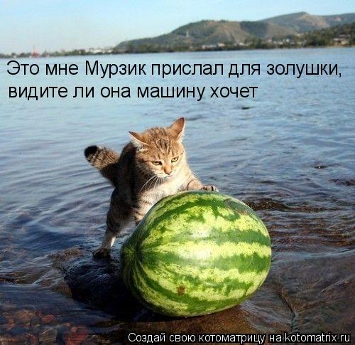 Это мне Мурзик прислал для золушки, видите ли она машину хочет... Котоматрица: Это мне Мурзик прислал для золушки, видите ли она машину хочет