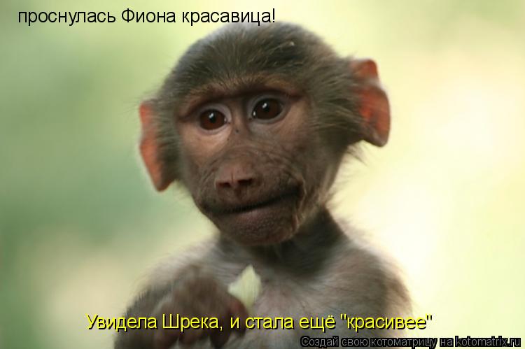 проснулась Фиона красавица! Увидела Шрека, и стала ещё "красивее"... Котоматрица: проснулась Фиона красавица! Увидела Шрека, и стала ещё "красивее"