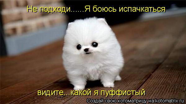 Не подходи......Я боюсь испачкаться видите...какой я пуффистый... Котоматрица: Не подходи......Я боюсь испачкаться видите...какой я пуффистый