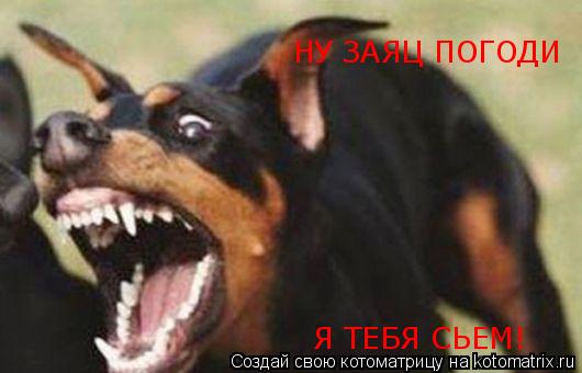 НУ ЗАЯЦ ПОГОДИ Я ТЕБЯ СЬЕМ!... Котоматрица: НУ ЗАЯЦ ПОГОДИ Я ТЕБЯ СЬЕМ!