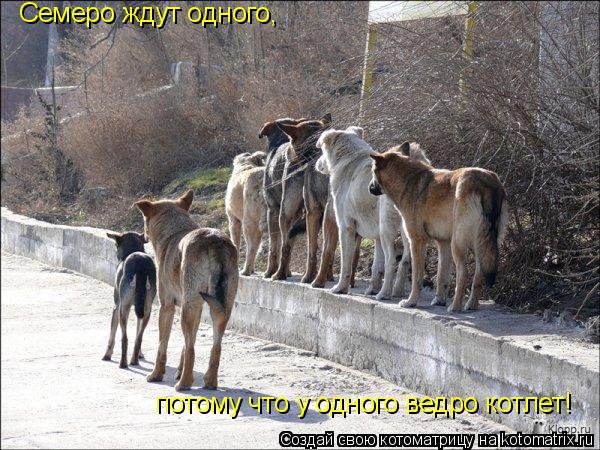 Семеро ждут одного, потому что у одного ведро котлет!... Котоматрица: Семеро ждут одного, потому что у одного ведро котлет!