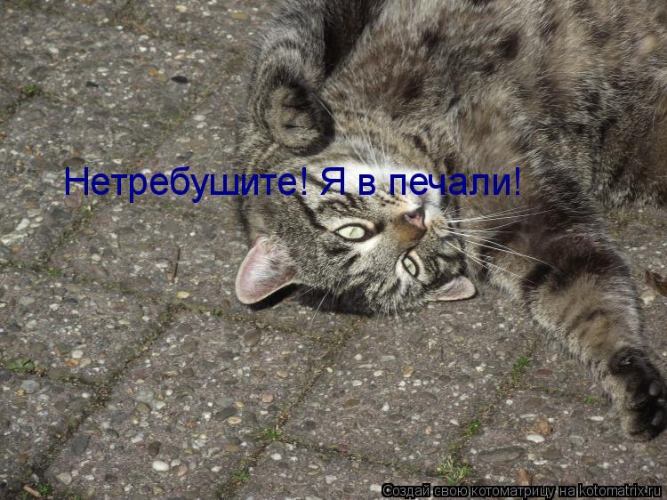 Нетребушите! Я в печали!... Котоматрица: Нетребушите! Я в печали!