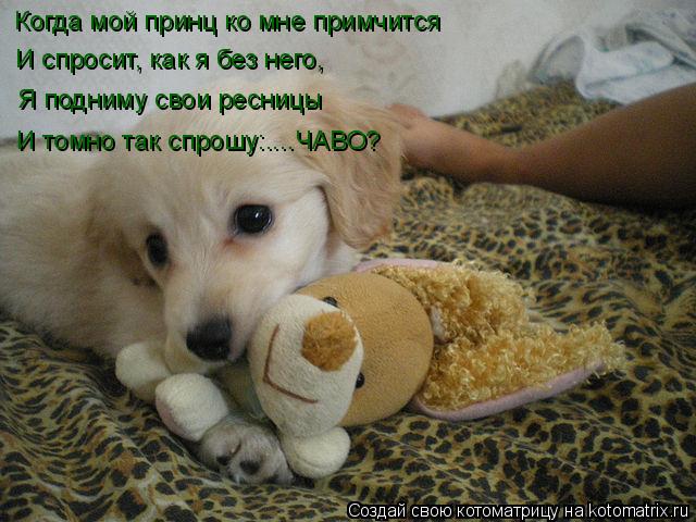 Когда мой принц ко мне примчится И спросит, как я без него, Я подниму свои ресницы И томно так спр... Котоматрица: Когда мой принц ко мне примчится И спросит, как я без него, Я подниму свои ресницы И томно так спрошу:....ЧАВО?