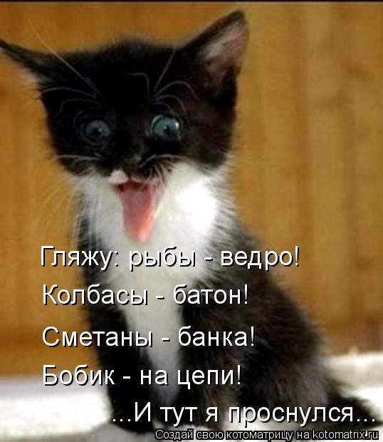 Гляжу: рыбы - ведро! Колбасы - батон! Сметаны - банка! Бобик - на цепи! ...И тут я проснулся...... Котоматрица: Гляжу: рыбы - ведро! Колбасы - батон! Сметаны - банка! Бобик - на цепи! ...И тут я проснулся...