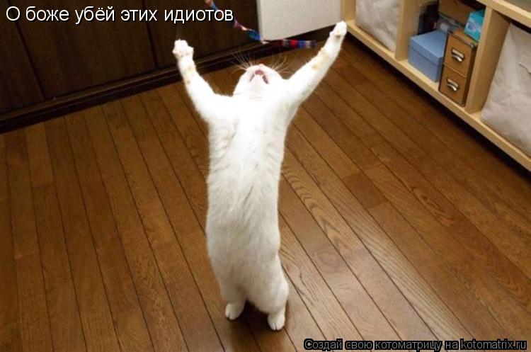 О боже убёй этих идиотов... Котоматрица: О боже убёй этих идиотов