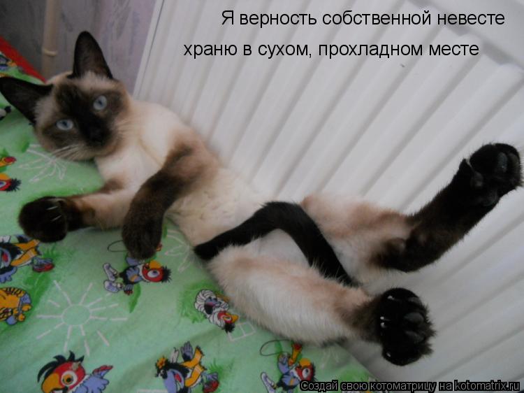 Я верность собственной невесте храню в сухом, прохладном месте... Котоматрица: Я верность собственной невесте храню в сухом, прохладном месте