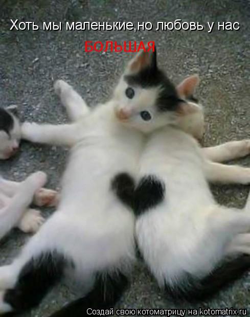 Хоть мы маленькие,но любовь у нас БОЛЬШАЯ... Котоматрица: Хоть мы маленькие,но любовь у нас БОЛЬШАЯ