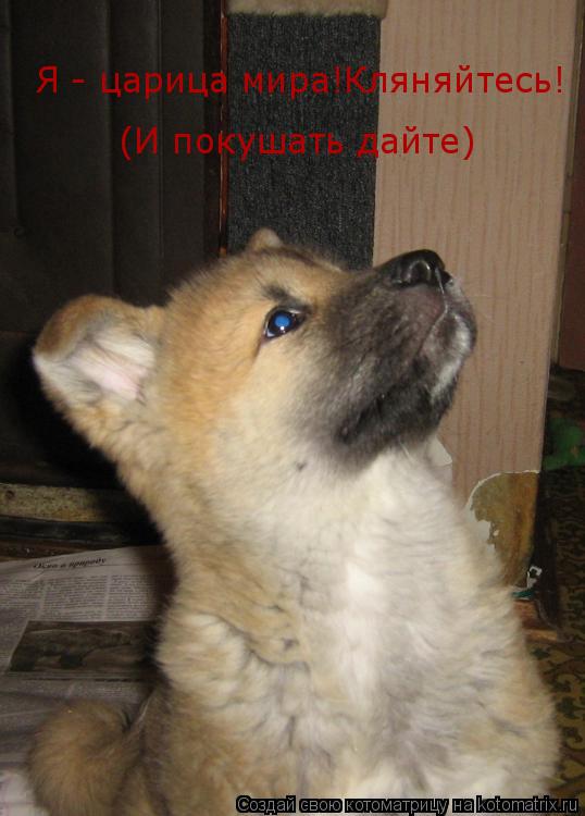 Я - царица мира!Кляняйтесь! (И покушать дайте)... Котоматрица: Я - царица мира!Кляняйтесь! (И покушать дайте)
