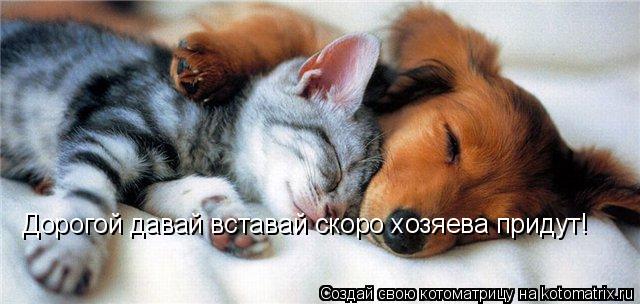 Дорогой давай вставай скоро хозяева придут!... Котоматрица: Дорогой давай вставай скоро хозяева придут!