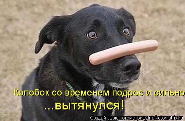 Колобок со временем подрос и сильно ...вытянулся!... Котоматрица: Колобок со временем подрос и сильно ...вытянулся!