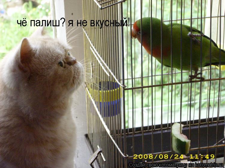 чё палиш? я не вкусный!... Котоматрица: чё палиш? я не вкусный!