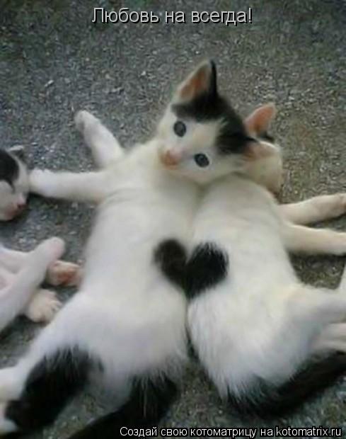 Любовь на всегда!... Котоматрица: Любовь на всегда!