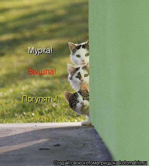 Мурка! Вышла! Погулять!..... Котоматрица: Мурка! Вышла! Погулять!..