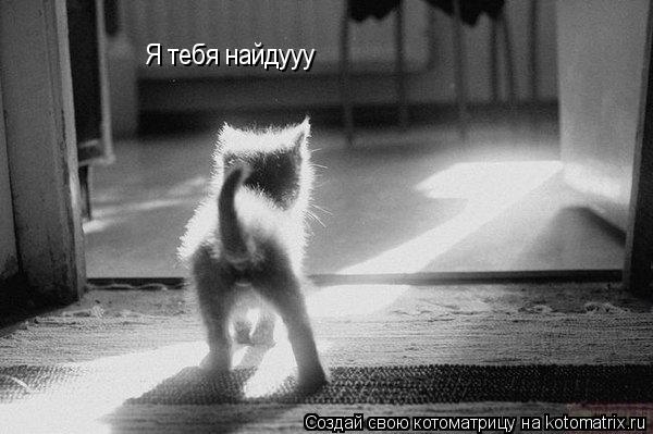 Я тебя найдууу... Котоматрица: Я тебя найдууу