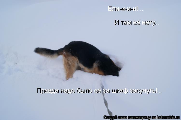 Бли-и-и-н!... И там её нету... Правда надо было её за шкаф засунуть!..... Котоматрица: Бли-и-и-н!... И там её нету... Правда надо было её за шкаф засунуть!..
