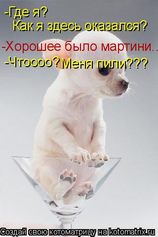Как я здесь оказался? -Где я? -Хорошее было мартини.. -Чтоооо? Меня пили???... Котоматрица: Как я здесь оказался? -Где я? -Хорошее было мартини.. -Чтоооо? Меня пили???